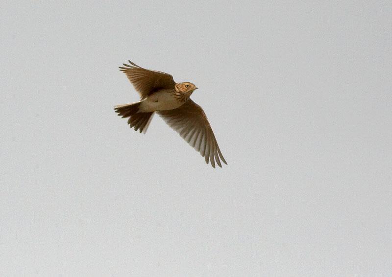 Kiuru, Skylark (Alauda arvensis)