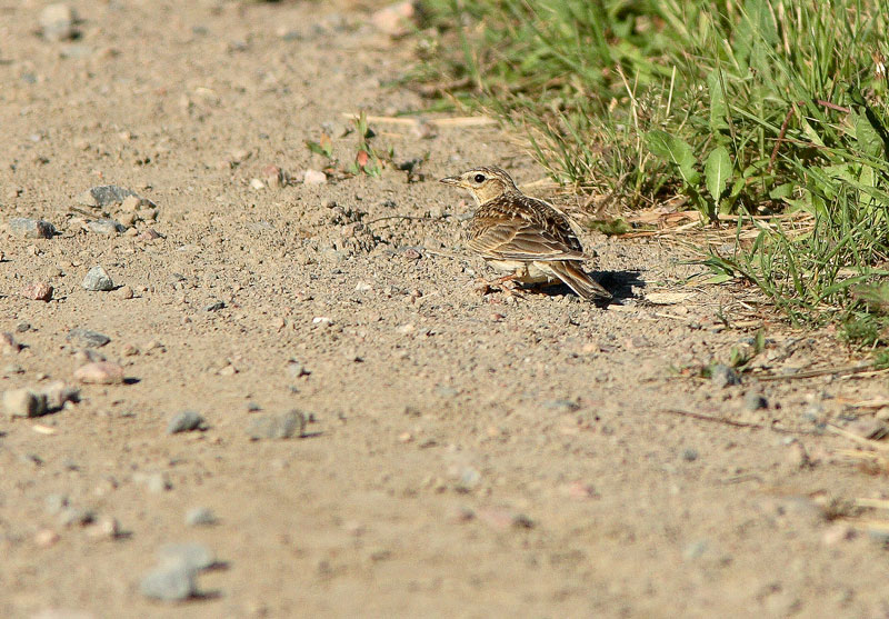 Kiuru, Skylark (Alauda arvensis)
