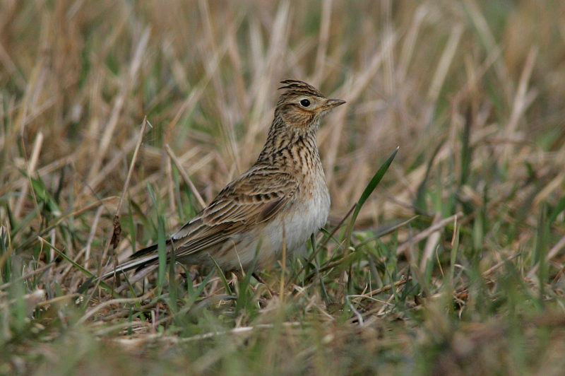Kiuru, Skylark (Alauda arvensis)
