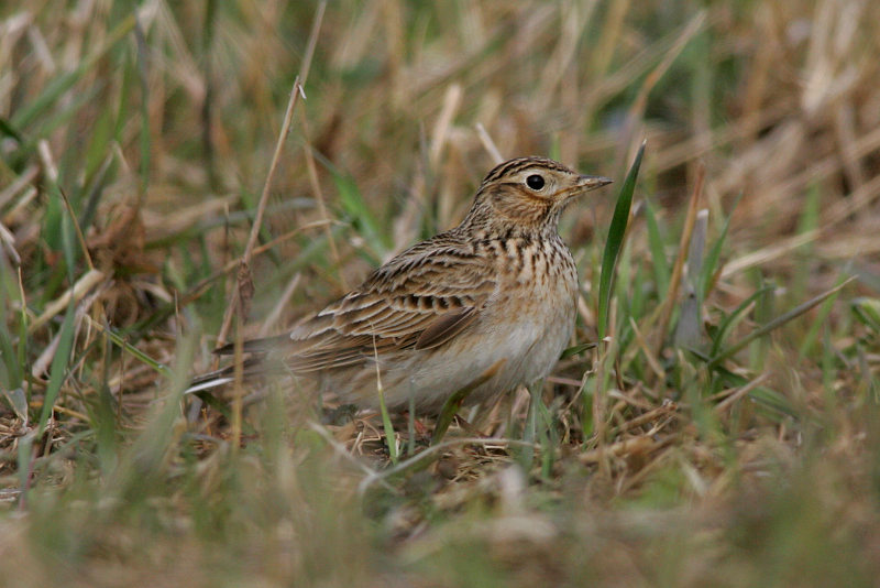 Kiuru, Skylark (Alauda arvensis)