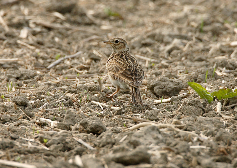 Kiuru, Skylark (Alauda arvensis)