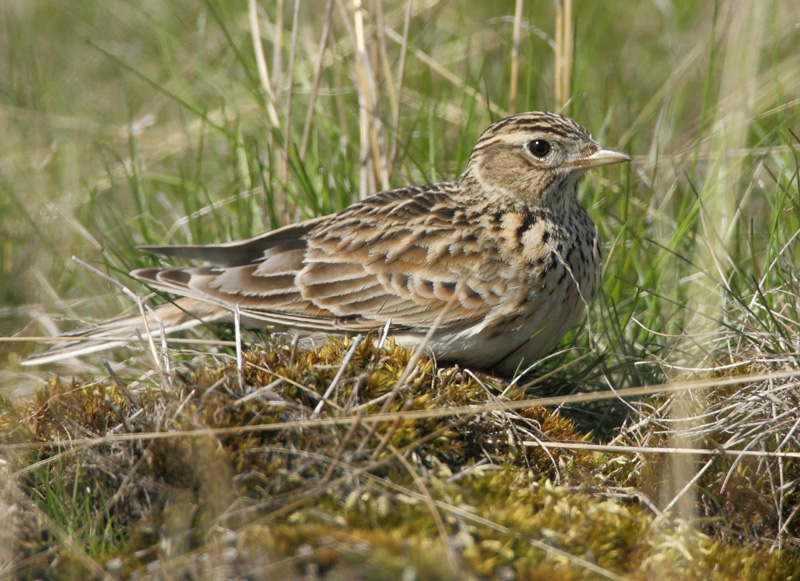 Kiuru, Skylark (Alauda arvensis)