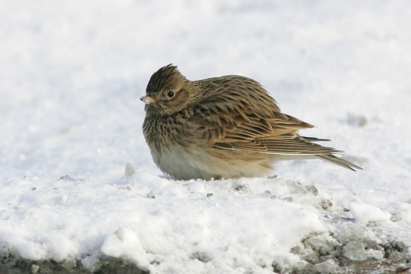Kiuru, Skylark (Alauda arvensis)