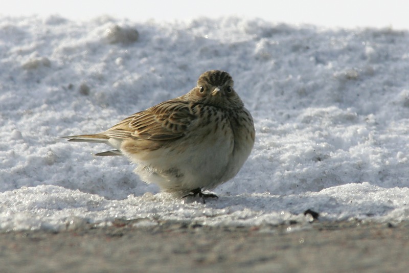 Kiuru, Skylark (Alauda arvensis)