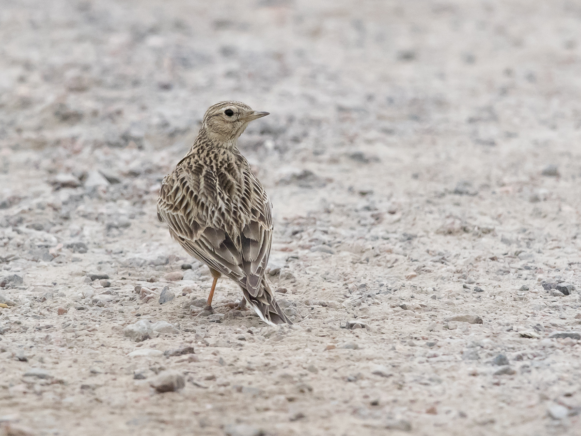 Kiuru, Skylark (Alauda arvensis)