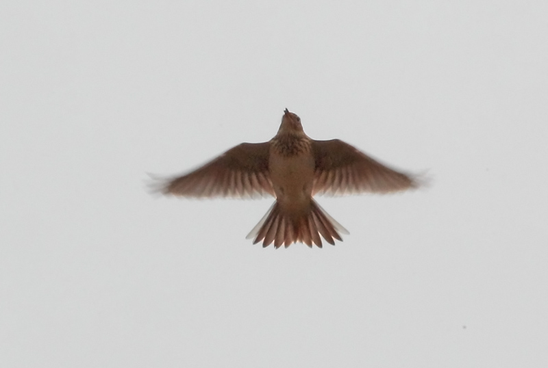 Kiuru, Skylark (Alauda arvensis)