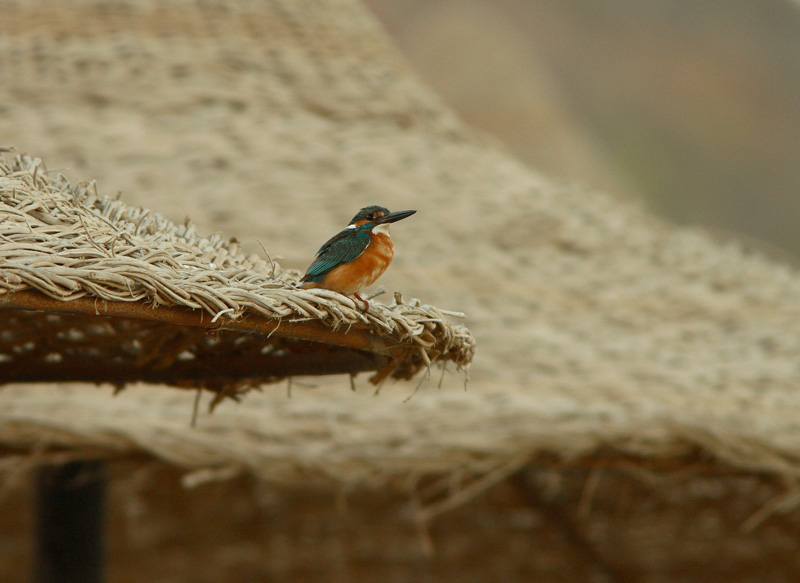 Kuningaskalastaja Alcedo atthis