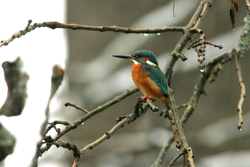 Kuningaskalastaja, Kingfisher (Alcedo atthis)