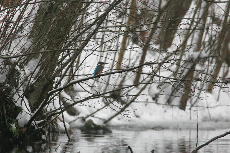 Kuningaskalastaja, Kingfisher (Alcedo atthis)