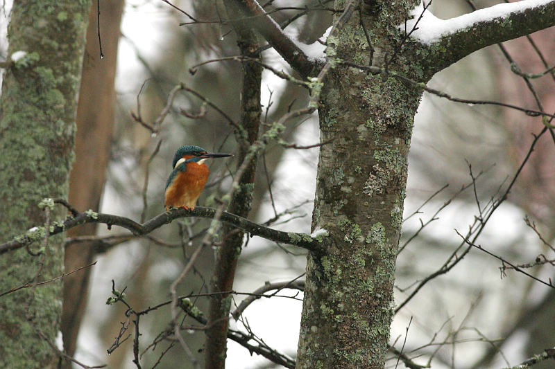 Kuningaskalastaja, Kingfisher (Alcedo atthis)