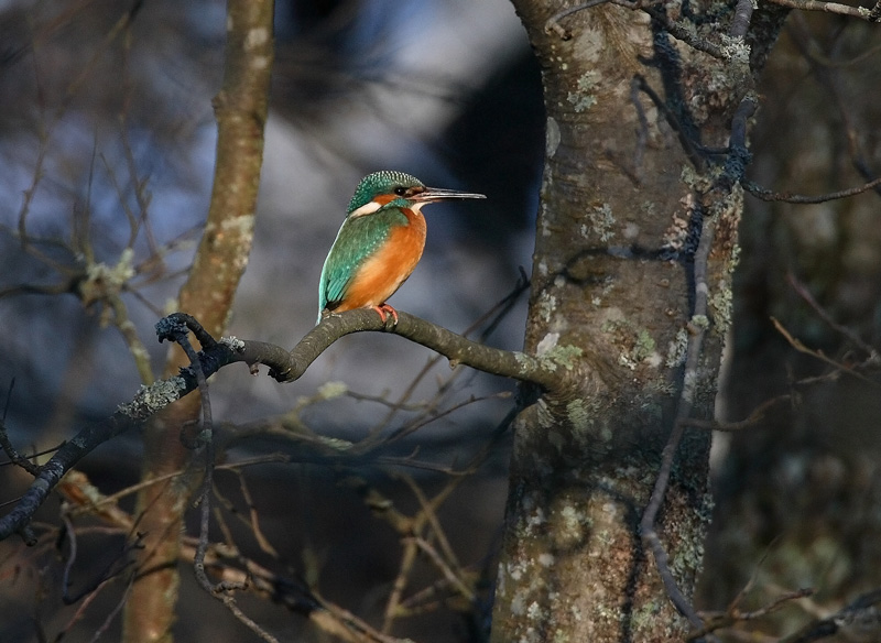 Kuningaskalastaja, Common Kingfisher (Alcedo atthis)