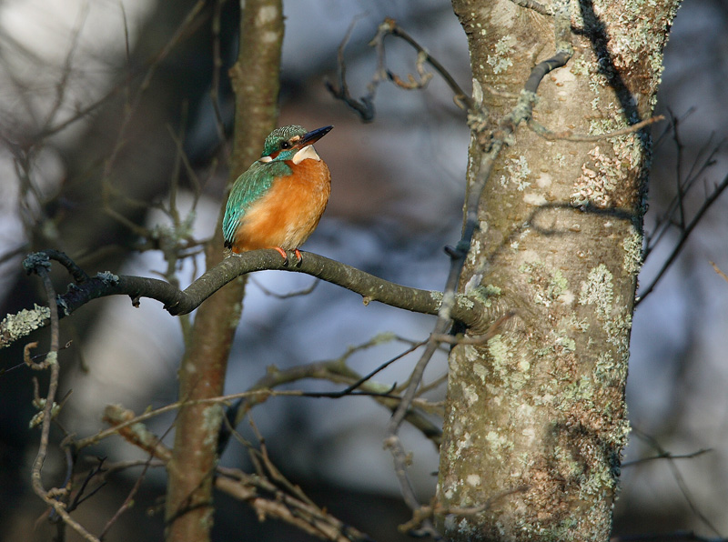 Kuningaskalastaja, Common Kingfisher (Alcedo atthis)
