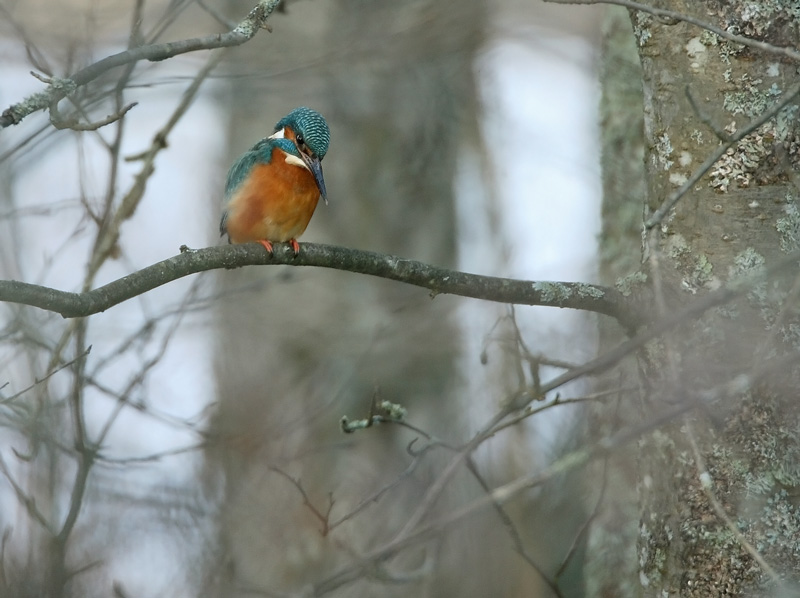 Kuningaskalastaja, Common Kingfisher (Alcedo atthis)