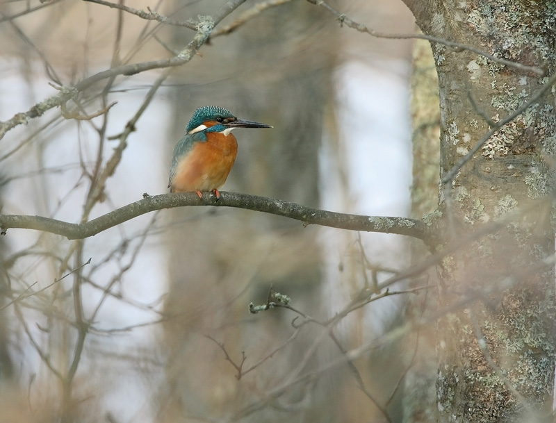 Kuningaskalastaja, Common Kingfisher (Alcedo atthis)