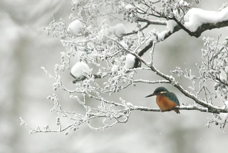 Kuningaskalastaja, Kingfisher (Alcedo atthis)