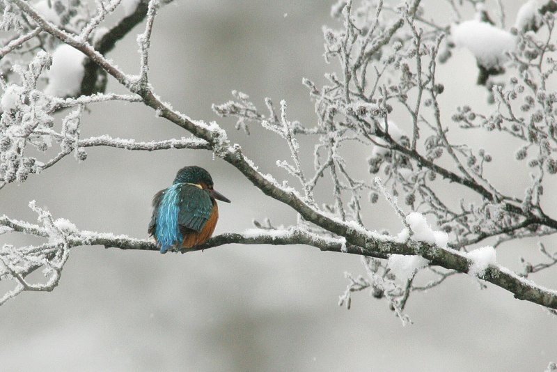 Kuningaskalastaja, Kingfisher (Alcedo atthis)