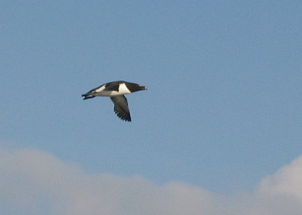 Ruokki