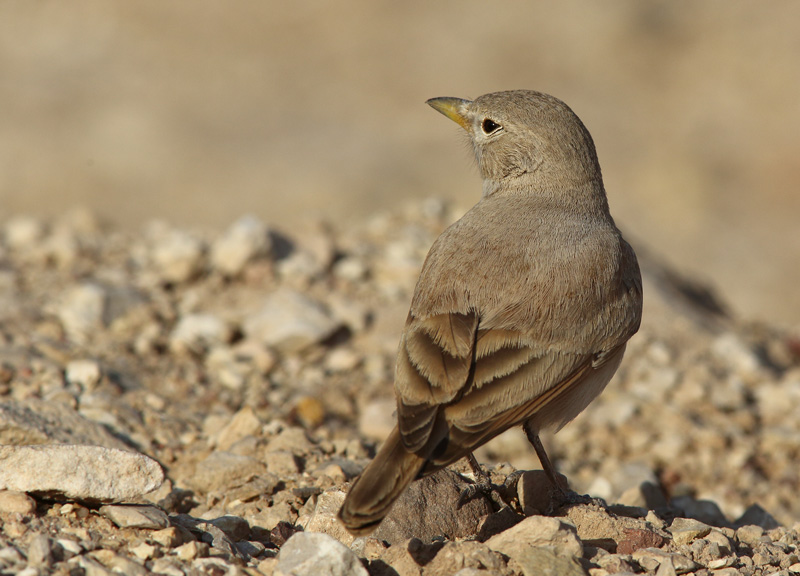 Israel, Eilat