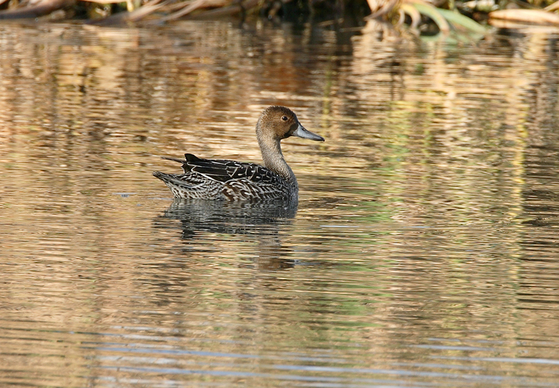 Jouhisorsa Pintail (Anas acuta)