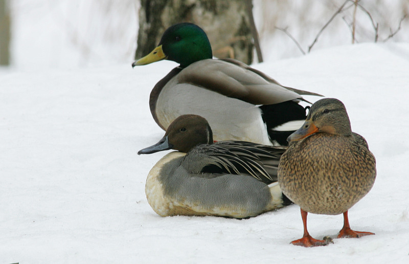 Jouhisorsa Pintail (Anas acuta)