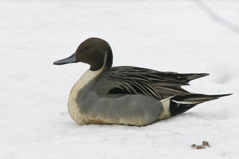 Jouhisorsa Pintail (Anas acuta)