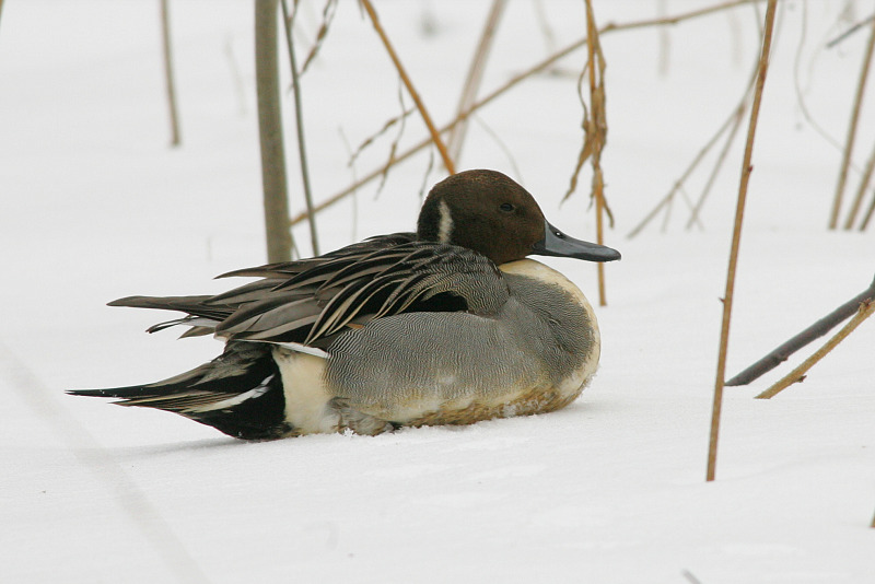 Jouhisorsa Pintail (Anas acuta)
