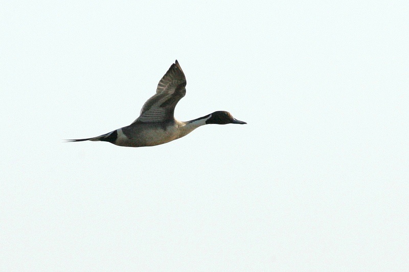 Jouhisorsa Pintail (Anas acuta)