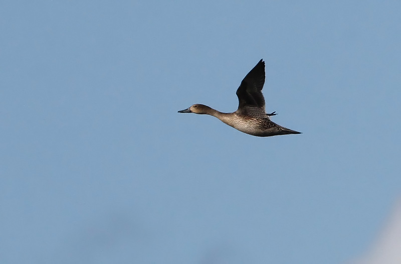 Jouhisorsa Pintail (Anas acuta)