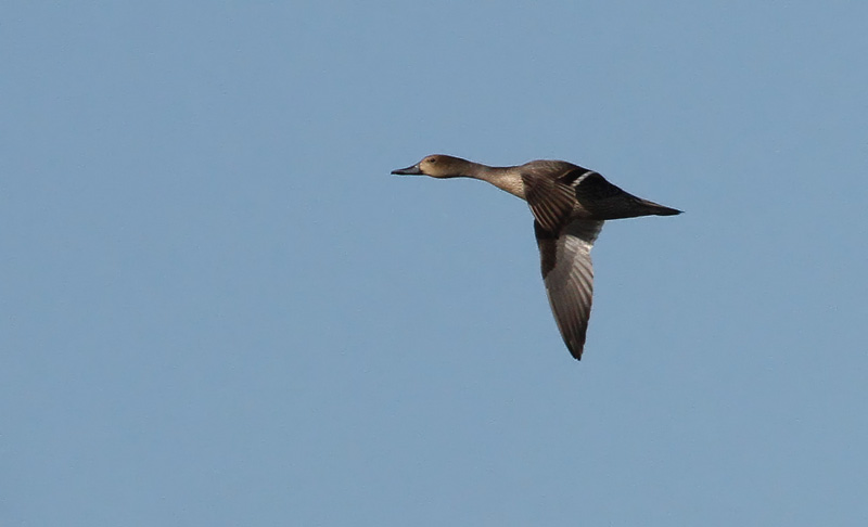 Jouhisorsa Pintail (Anas acuta)