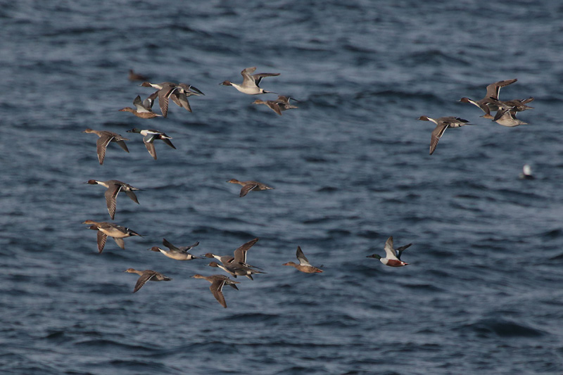 Jouhisorsa Pintail (Anas acuta)