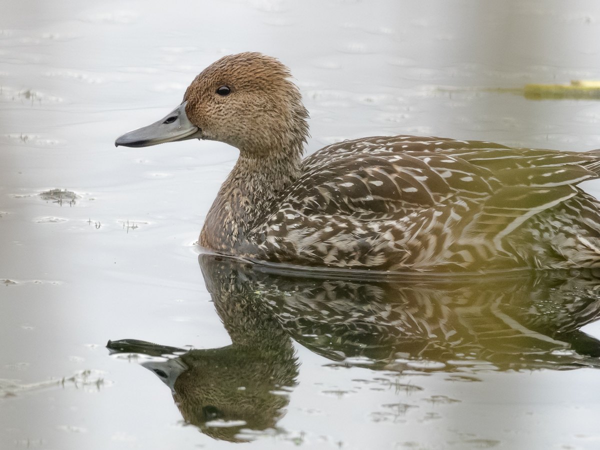 Jouhisorsa Pintail (Anas acuta)