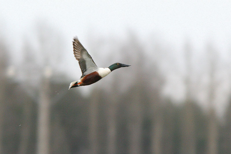 Lapasorsa (Anas clypeata)