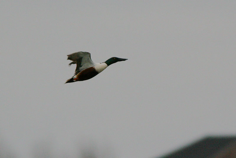 Lapasorsa (Anas clypeata)