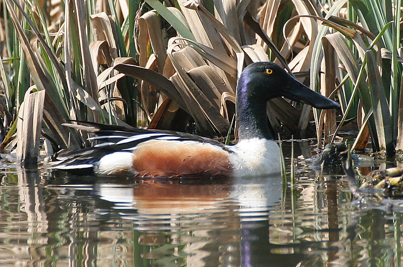 Lapasorsa (Anas clypeata)