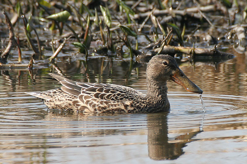 Lapasorsa (Anas clypeata)