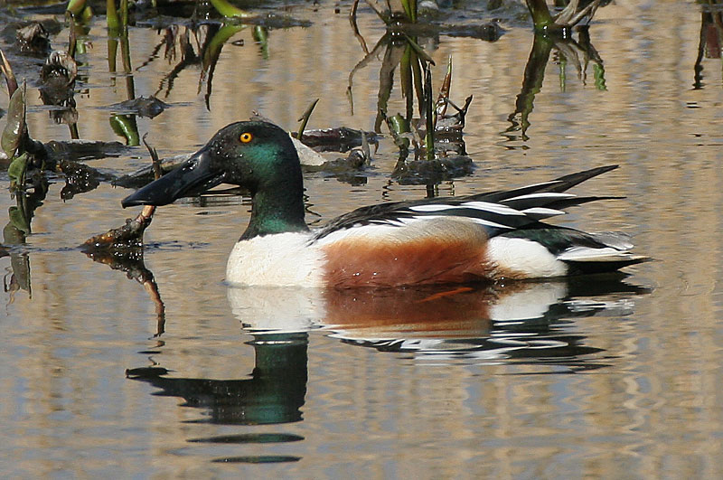 Lapasorsa (Anas clypeata)