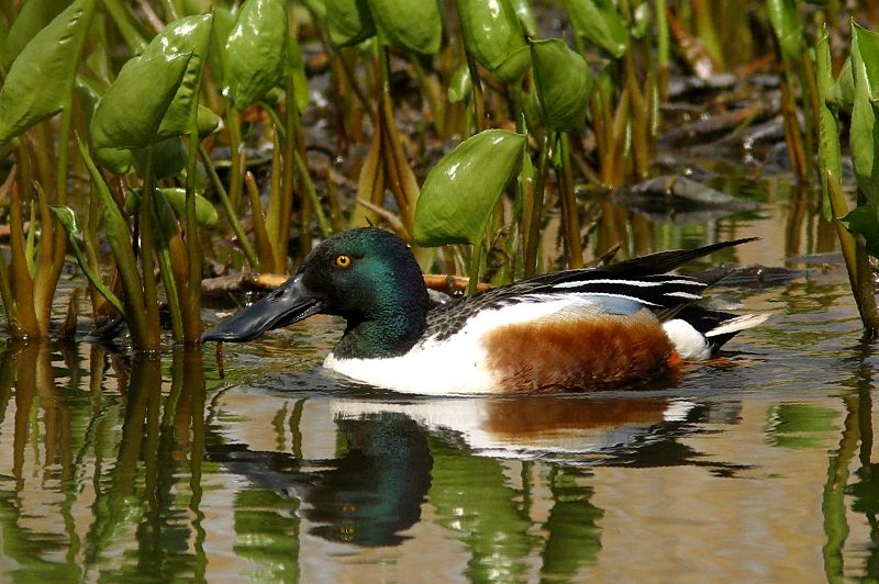Lapasorsa (Anas clypeata)