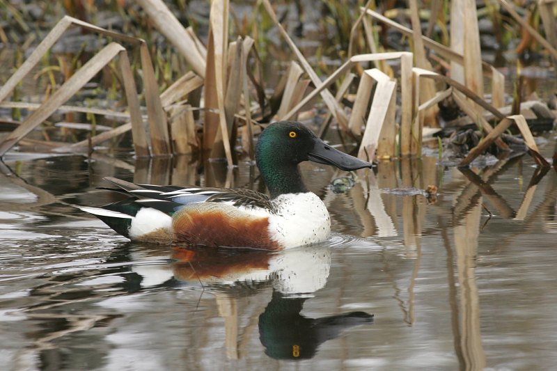 Lapasorsa (Anas clypeata)