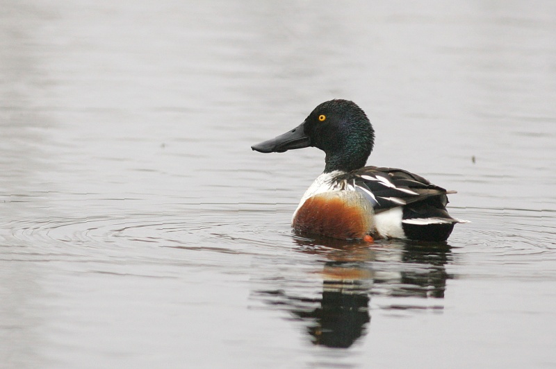 Lapasorsa (Anas clypeata)