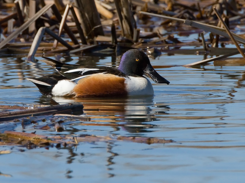 Lapasorsa (Anas clypeata)