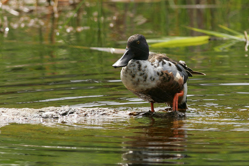 Lapasorsa (Anas clypeata)