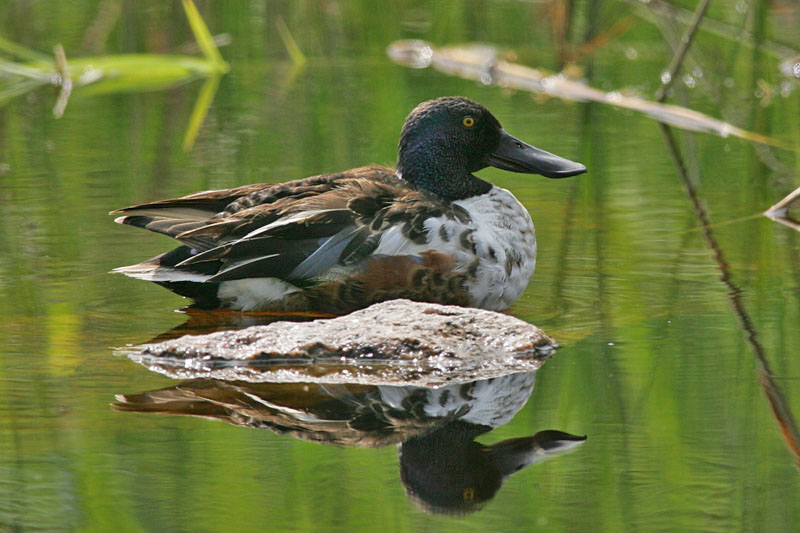 Lapasorsa (Anas clypeata)