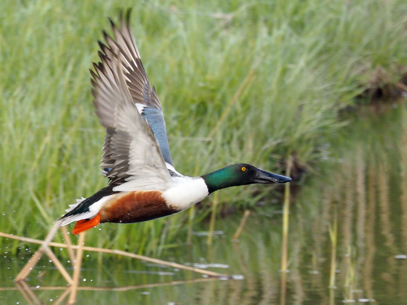 Lapasorsa (Anas clypeata)