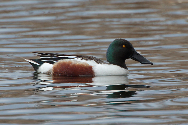 Lapasorsa (Anas clypeata)