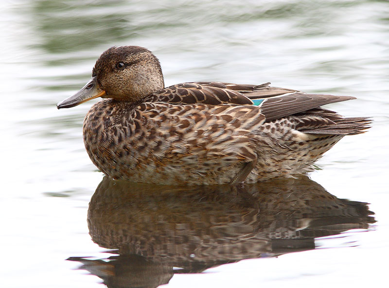Tavi, Teal (Anas crecca)