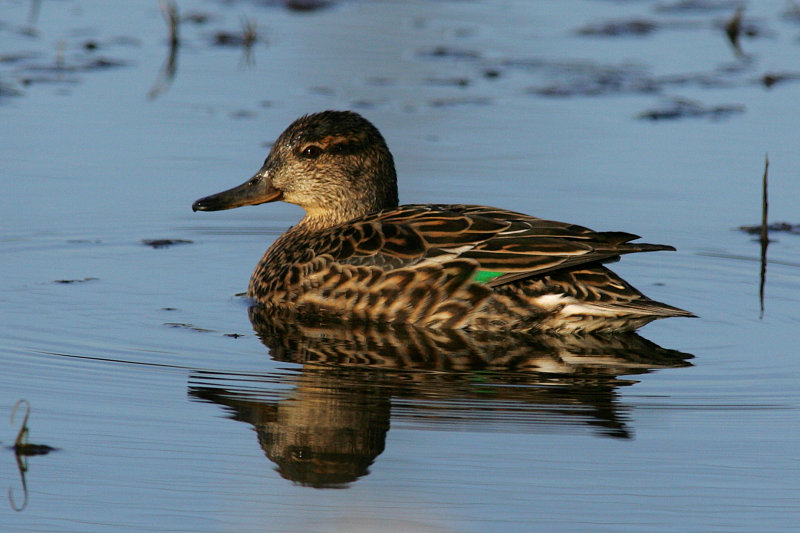 Tavi, Teal (Anas crecca)