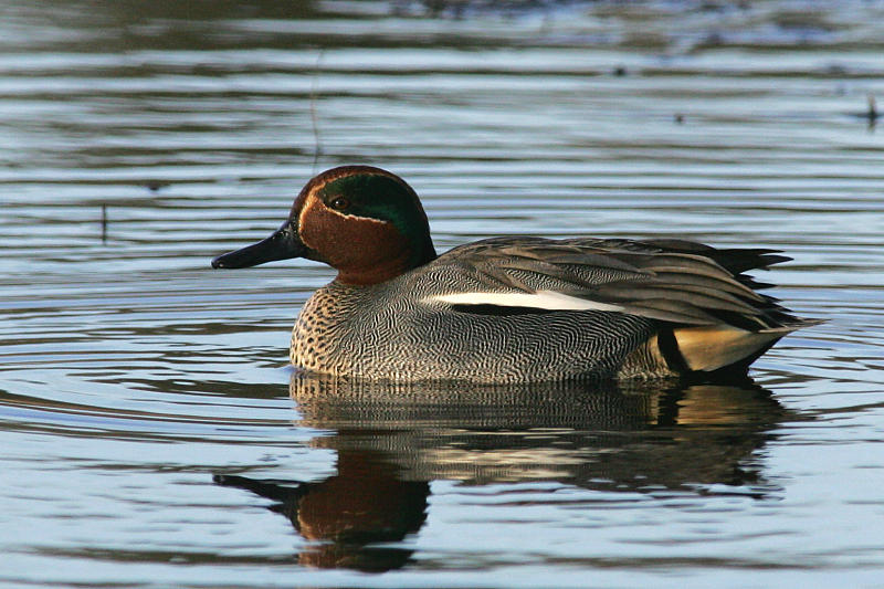 Tavi, Teal (Anas crecca)