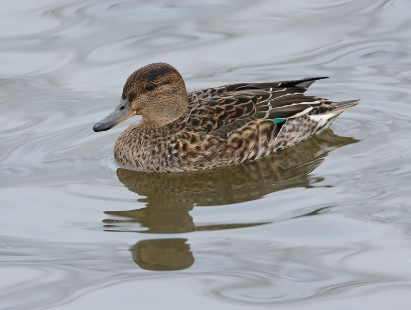 Tavi Common Teal (Anas crecca)