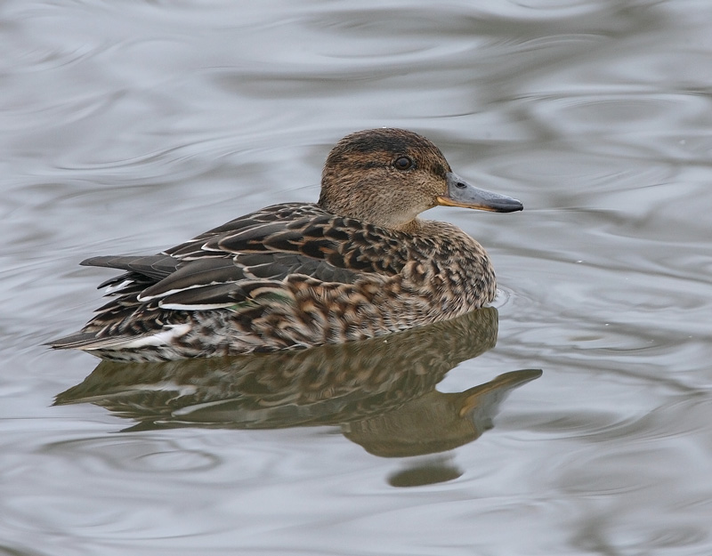 Tavi Common Teal (Anas crecca)