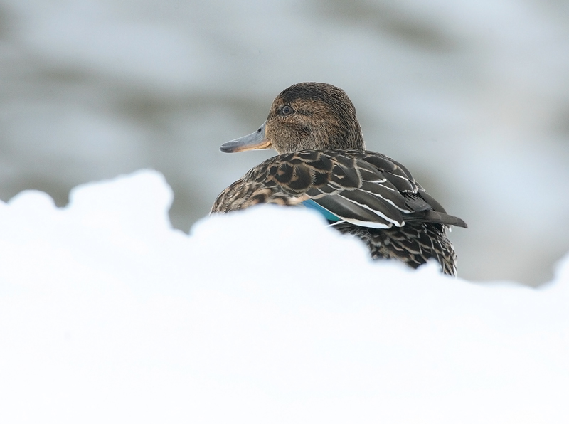 Tavi Common Teal (Anas crecca)